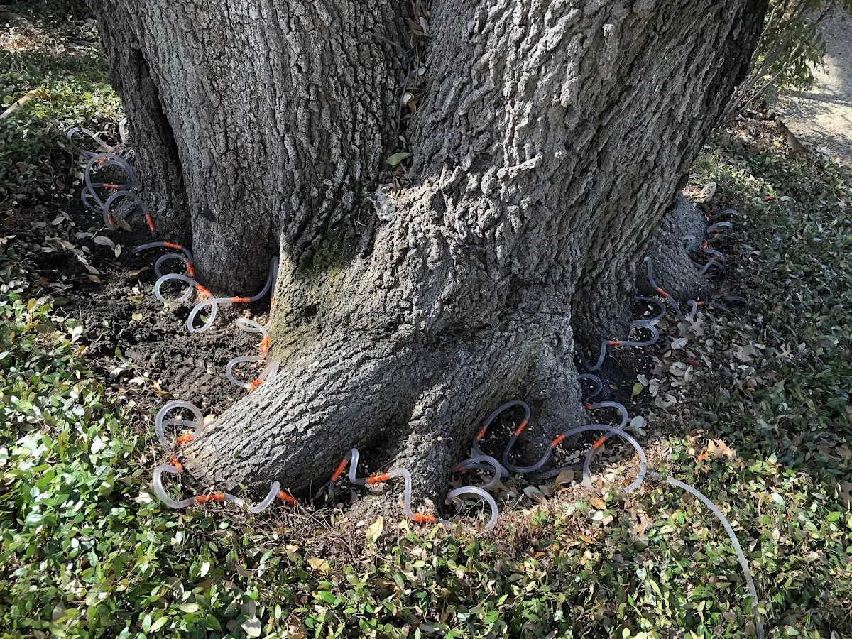 Detailed Tree Cabling and Bracing job site in Limaville